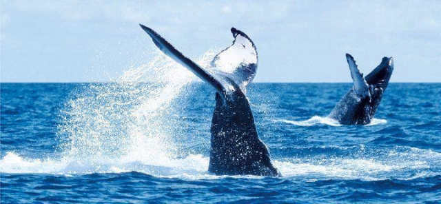 Epoca de migraciones